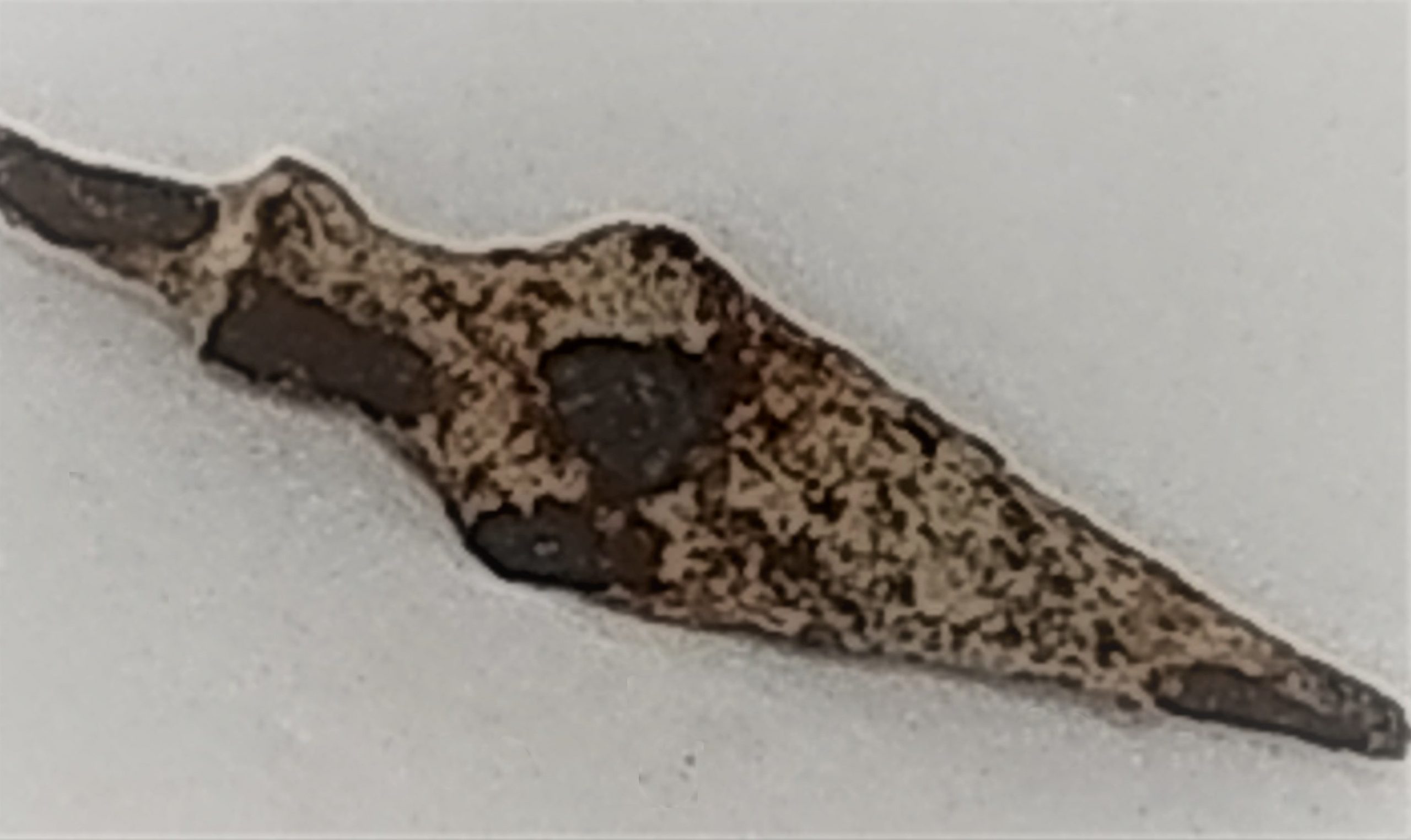 fossil arrowhead mall